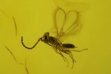 Two Fossil Leaf, Wasp, Spider and Flies in Baltic Amber #150752-1